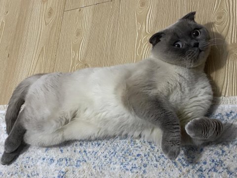 Scottish fold blue point 2 buçuk yaşında kısır