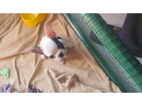 40 günlük french bulldog dişi