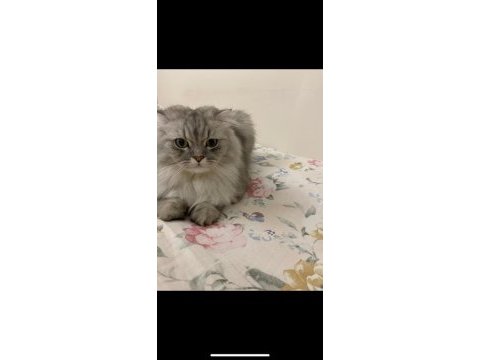 3.5 yaşında sakin ve oyuncu scottish fold oğlumuz ücretsiz