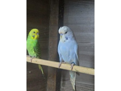 Hazır damızlık show jumbo jumbo çek yerli muhabbet yavrular