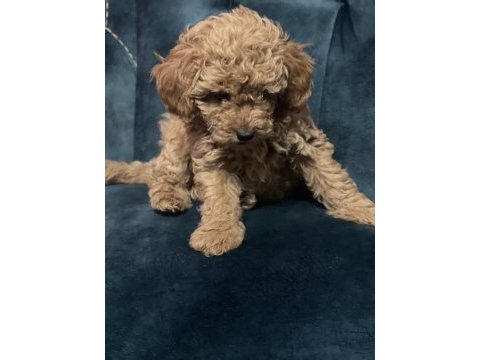 Orijinal toy poodle aşıları tam ev doğumlu
