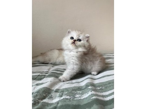 Nadir renk british longhair
