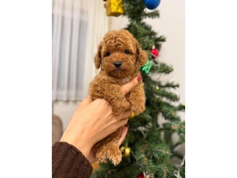 Toy poodle köpeği