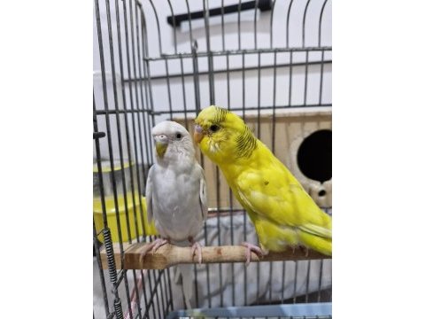 Muhabbet kuşu 1,5 yaş civarı