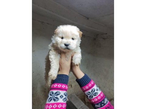 Chow chow (çin aslanı) yavrularımız