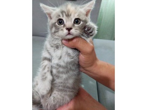 Scottish fold bebeklerim yeni yuvalarına gitmeye hazır