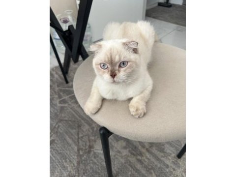 1 yaşında scottish fold