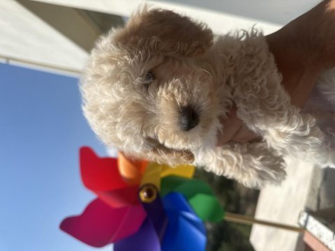 Yavru toy poodle bakımlı ve temiz