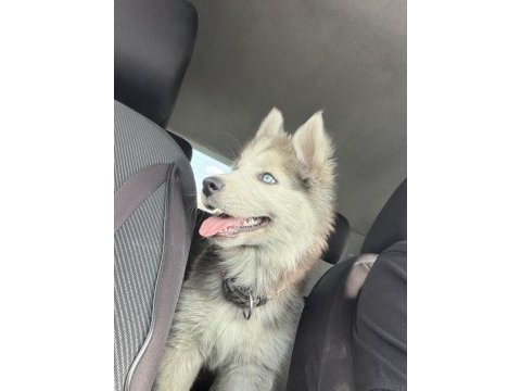 4 aylık yavru husky