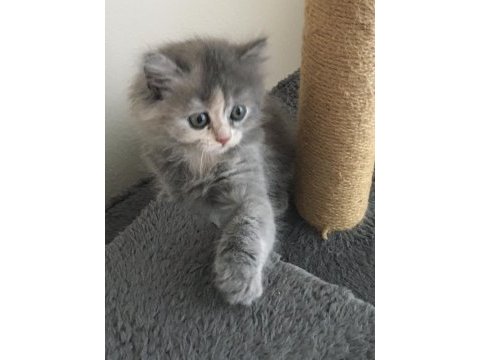 Chinchilla bebeklerimiz yeni yuvasını arıyor