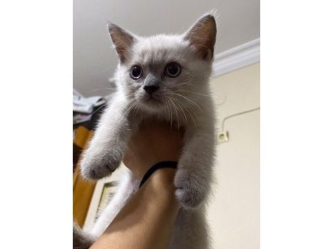 British shorthair