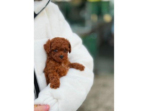 Bakanlık onaylı çiftlikten toy ve teacup poodle yavruları