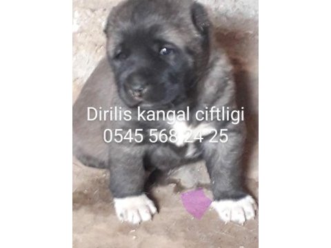 Satılık kangal çoban köpeği fiyatları