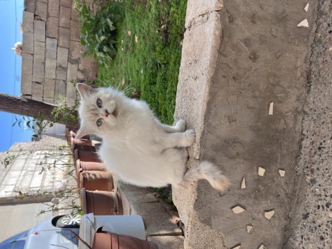 Ücretsiz sahiplendirme kedimiz