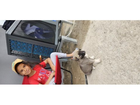 Ücretsiz sahiplendirilecek köpeğimiz