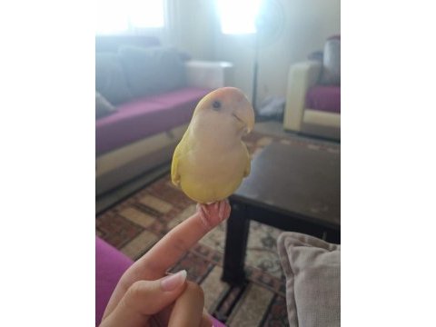 Sevda papağanı full evcil