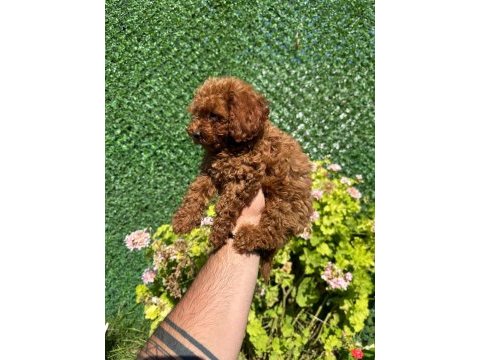 Kore poodle dişi