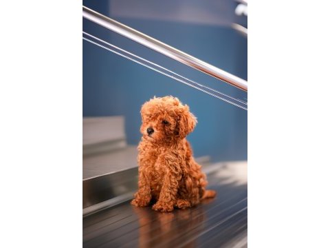 Minicik toy poodle bebekler