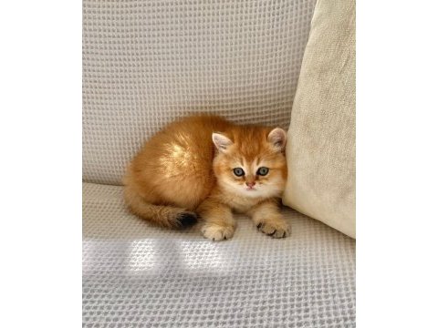 Safkan golden ny12 zümrüt gözlü dişi bebek kedimiz