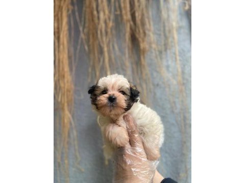 İlgi delisi yavru morkie