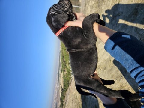 Corsotürkten dev dişi cane corso yavrular