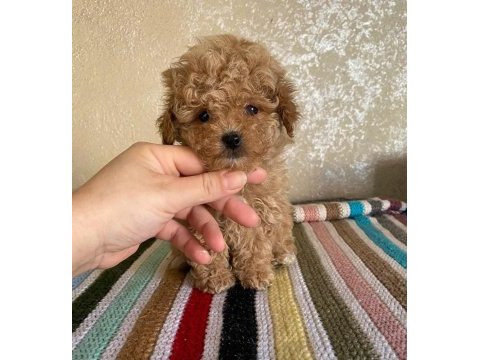 Kore maltipoo