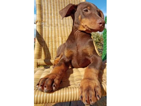 Kızıl asıl doberman yavru