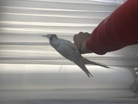 Yavru albino sultan papağanı