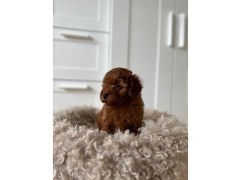 Toy poodle (kilo garantili sağlıklı yavrularım)