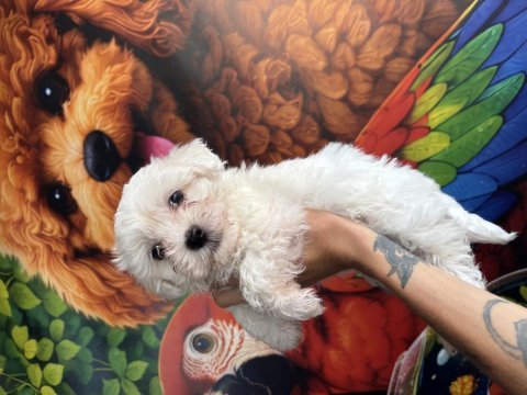 Maltese terrier yavrumuz