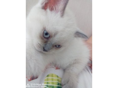 British blue point