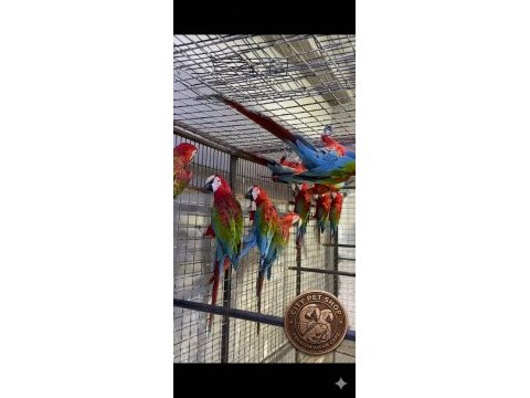Çipli belgeli sarı ve kırmızı macawlar