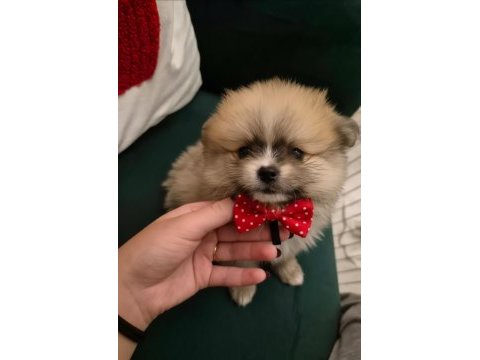 Belgeli aşılı pomeranian yavruları