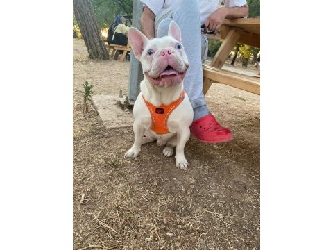 Full beyaz mavi göz pembe burun french bulldog