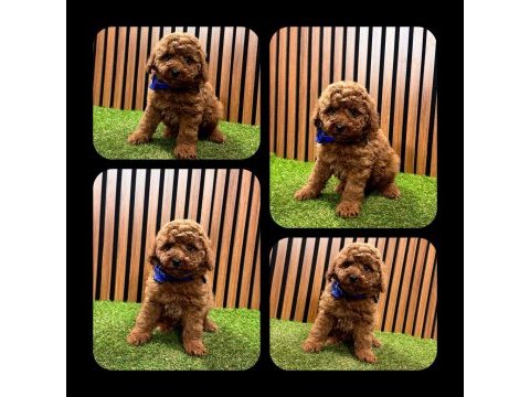 Toy poodle yavru köpeklerimiz