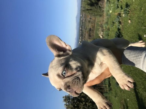 Uygun fiyata erkek french bulldog