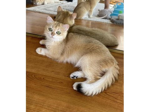 Şecereli british shorthair yetişkin dişi