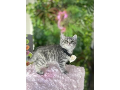 Yeni ailesini arayan ırk sağlık garantili british shorthair