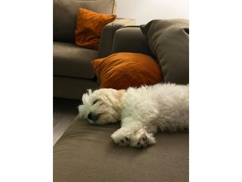 0-4 aylık maltese terrier