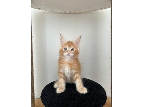 Safkan secereli maine coon bebekler