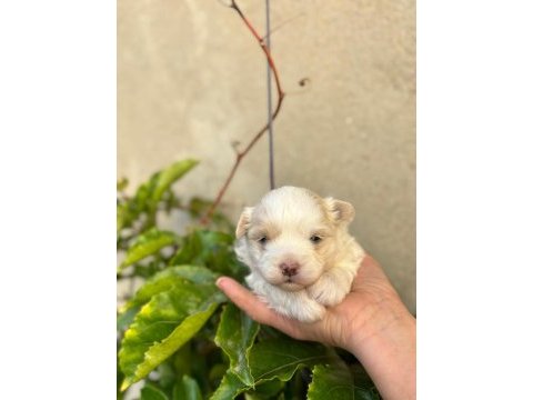 İrk garantili maltipoo yavrular