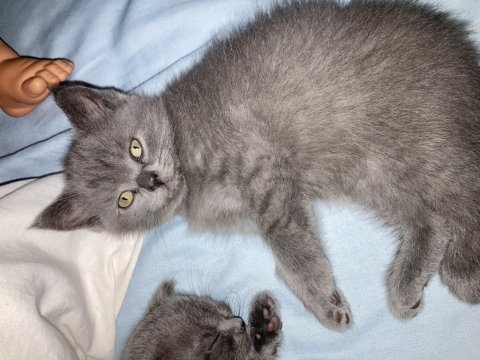 Scottish fold ve british fold yavrular
