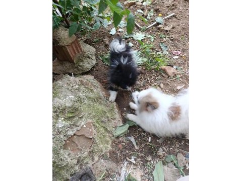 Acil verir çek dişi erkek pomeranian