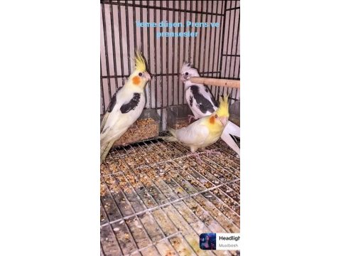 Konuşan ve yavru sultan papağanı mevcuttur