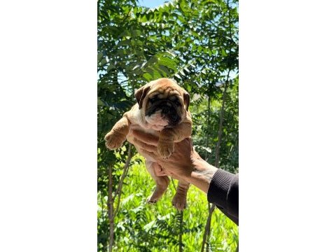 Üst düzey ingiliz bulldog yavrular