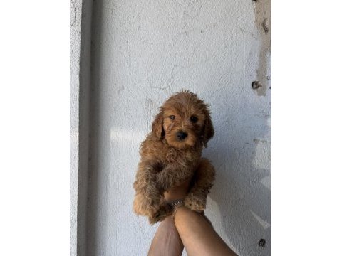 Toy poodle yavruları ırk sağlık garantili