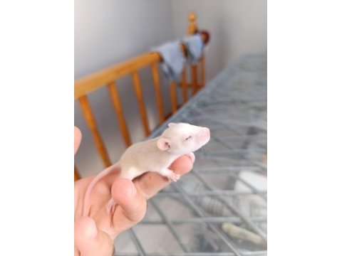 Dumbo husky albino rat yavruları