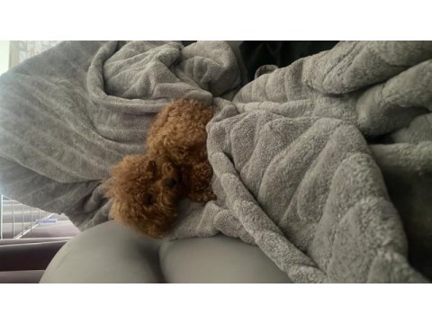1 yaşında 2 kg erkek red toy poodle