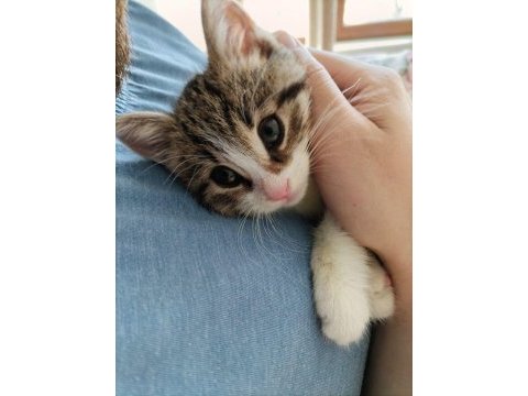 Acil! masrafı az yavru kedimiz karma aşıda destekli