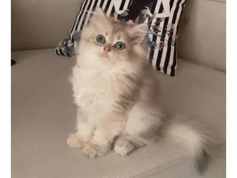 Blue golden british longhair
